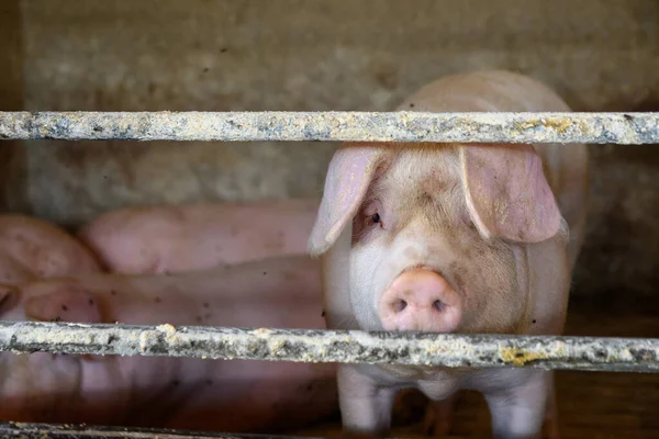 Porcs Porcherie Prêts Pour Abattage — Photo