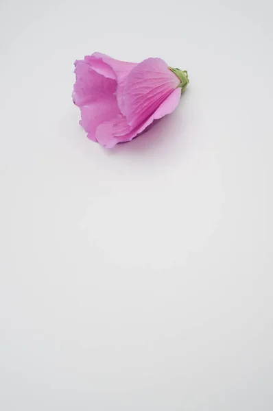 Close Uma Rosa Veludo Isolado Fundo Branco Com Espaço Livre — Fotografia de Stock