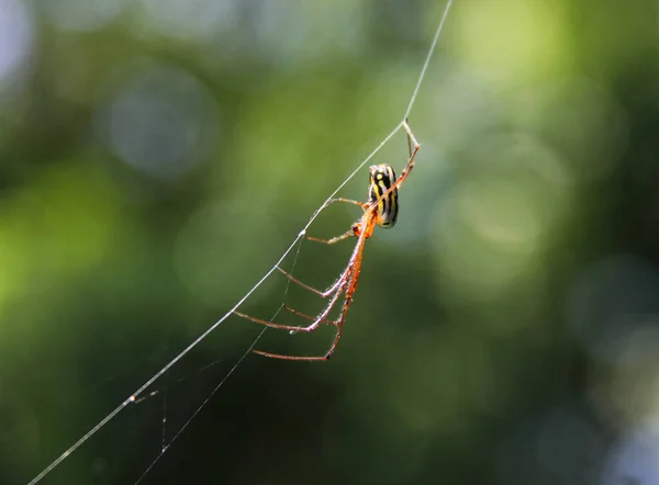 Een Selectieve Macro Van Een Spin Zijn Web — Stockfoto