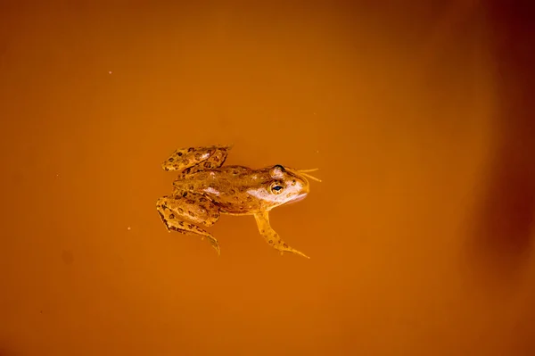 一只小斑点青蛙在褐色的水里游泳时的特写 — 图库照片