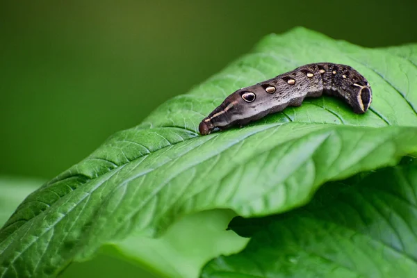 Ein Wurm Auf Einem Grünen Blatt — Stockfoto