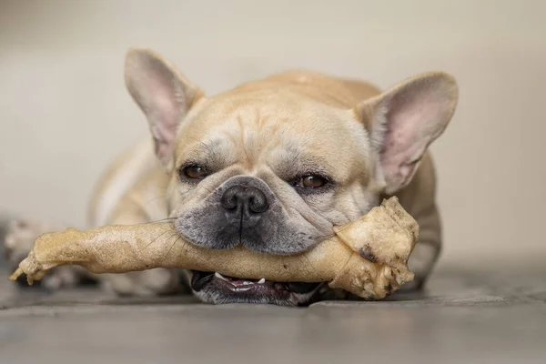 Bulldog Francés Mordiendo Hueso Crudo Mientras Yacía Suelo — Foto de Stock