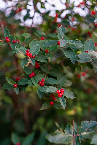 Bush Eastern Teaberry Plant Bright Red Berries — Stock Photo, Image
