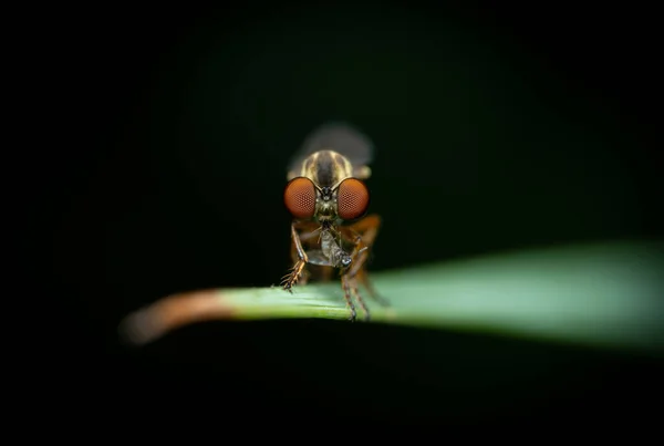 背景がぼやけている葉の上に昆虫のクローズアップ — ストック写真