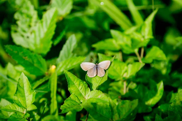 Szelektív Fókusz Gyönyörű Kis Pillangó Zöld Levelek Egy Növény Vadonban — Stock Fotó