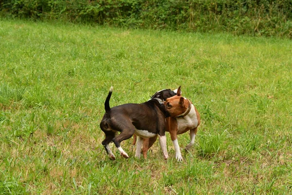 Två Amerikanska Staffordshire Terrier Hundarna Leker Tillsammans — Stockfoto
