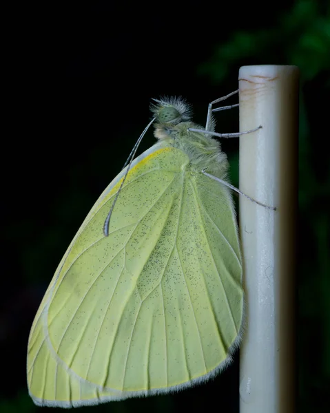 Uma Bela Borboleta Verde Com Grandes Asas — Fotografia de Stock