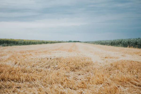 黄金の麦畑の美しい景色 — ストック写真