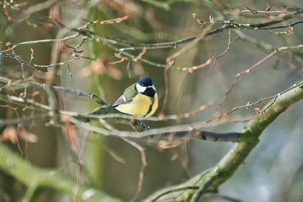 One Greathungry Great Tit Winter Tit Tree Cold Sunny Winter — Stockfoto