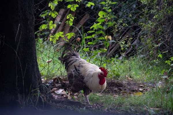 Nahaufnahme Eines Hahns Auf Dem Boden Unter Dem Baum — Stockfoto