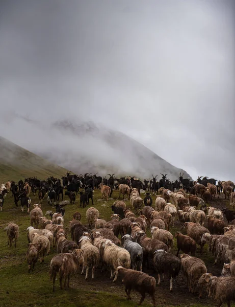 Así Como Verdadera Vida Mongola Verano Temporada Más Increíble Para —  Fotos de Stock