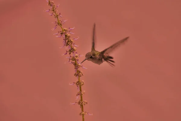 Маленькая Колибри Приближается Цветам Съесть Пыльцу Розовым Размытым Фоном — стоковое фото
