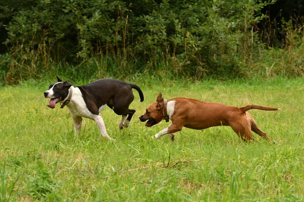 2匹のアメリカのスタッフォードシャー テリアの犬が一緒に遊んでいる — ストック写真