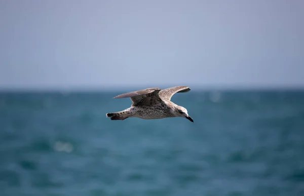 Primo Piano Gabbiano Che Sorvola Mare — Foto Stock