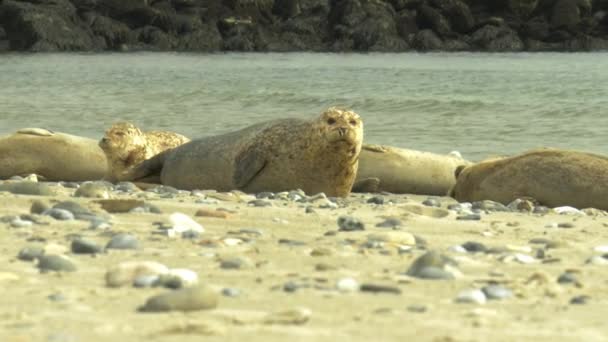 躺在海滩上的密封件 — 图库视频影像