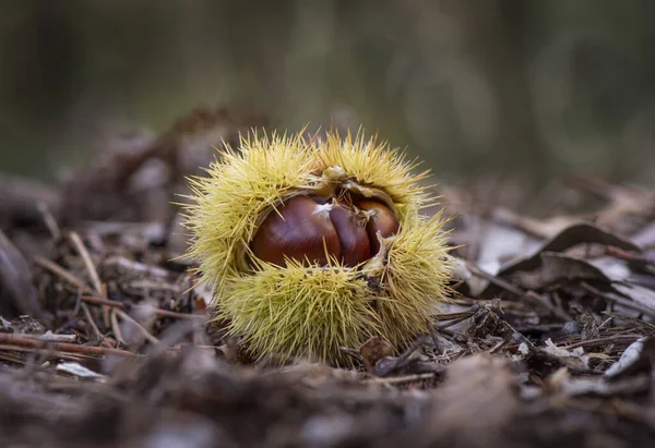 A closeup shot of a sweet chestnut damaged shell on the forest ground on a blurred background