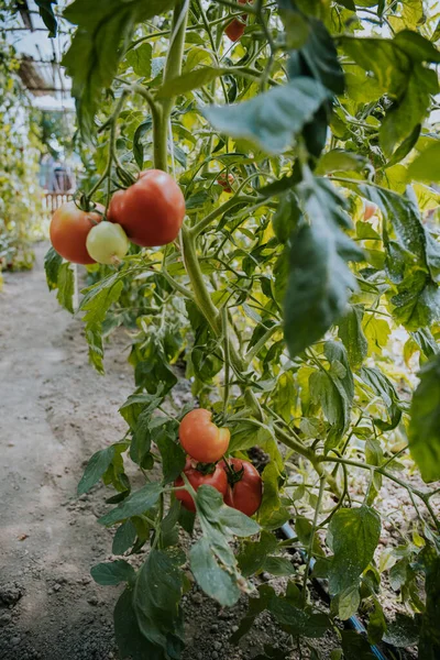 Bahçedeki Bir Bitkide Yetişen Taze Organik Domatesler — Stok fotoğraf