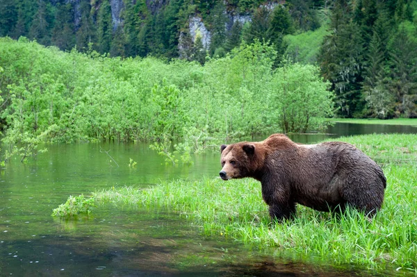 Bruto Santuario Dell Orso Grizzly Khutzeymateen Columbia Britannica Settentrionale Canada — Foto Stock