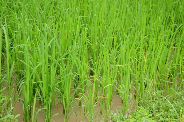 Gros Plan Bouquet Paddy Vert Mûr Qui Pousse Dans Eau — Photo