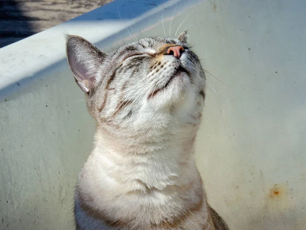 Portrait Chat Gris Fourrure Les Yeux Fermés Extérieur Soleil — Photo