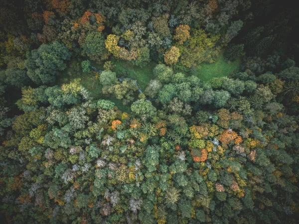 Χρωματιστά Δέντρα Φθινόπωρο Από Ψηλά — Φωτογραφία Αρχείου