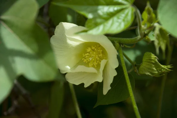 Close Fresh Cotton Flower Branch Guatemala — Stock Photo, Image