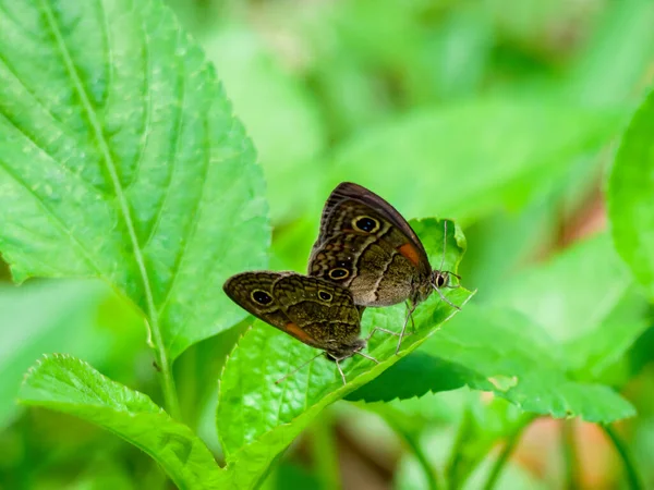 Gros Plan Beau Papillon Sur Feuille — Photo