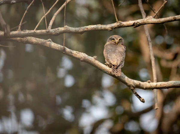 Primer Plano Búho Manchado Perlas Posado Árbol — Foto de Stock