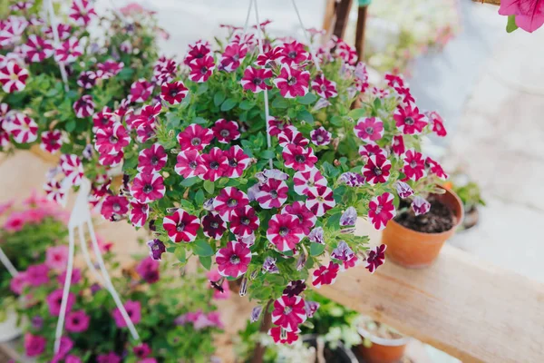 Seradaki Pembe Petunya Çiçekleri — Stok fotoğraf