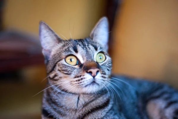 Ytlig Fokus Närbild Bild Katt Tittar Skärmen — Stockfoto