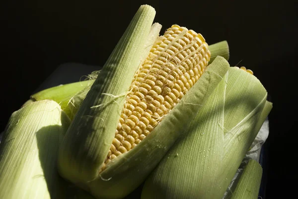 Young Corn Guatemala Zea Mays Grain Central America — Stock Photo, Image