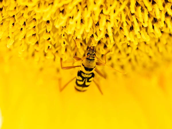 A macro shot of a Bamboo Tiger Longhorn on a sunflower