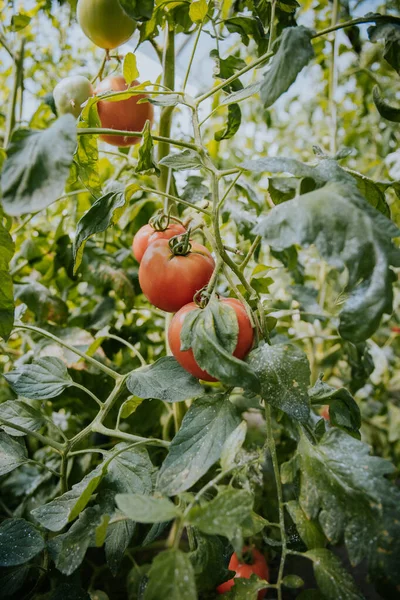 Monte Tomates Orgânicos Frescos Crescendo Uma Planta Jardim — Fotografia de Stock