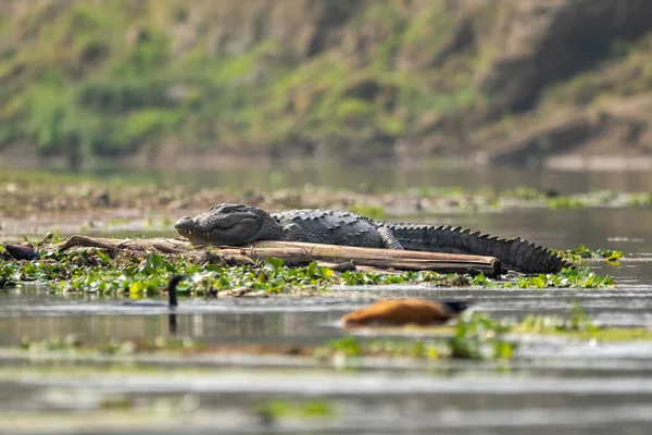 Primer Plano Cocodrilo Descansando Cerca Del Agua —  Fotos de Stock