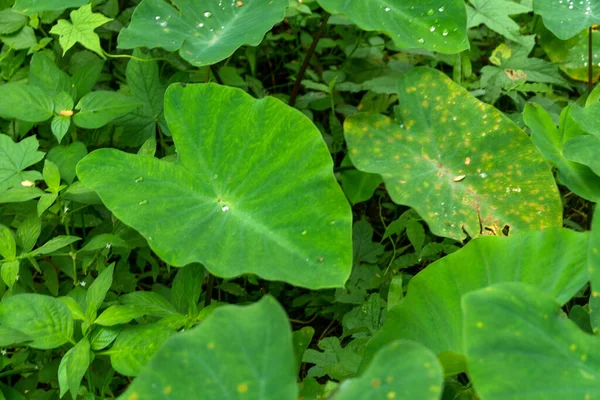 Büyük Yeşil Yapraklı Bir Bitki — Stok fotoğraf