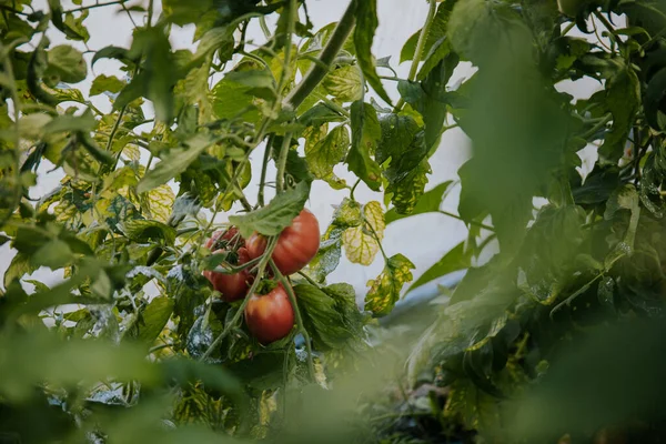 Verse Biologische Tomaten Groeien Een Plant Een Tuin — Stockfoto