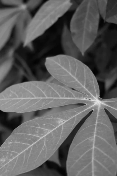 Вертикальний Знімок Рослини Великим Листям Сірому Кольорі — стокове фото