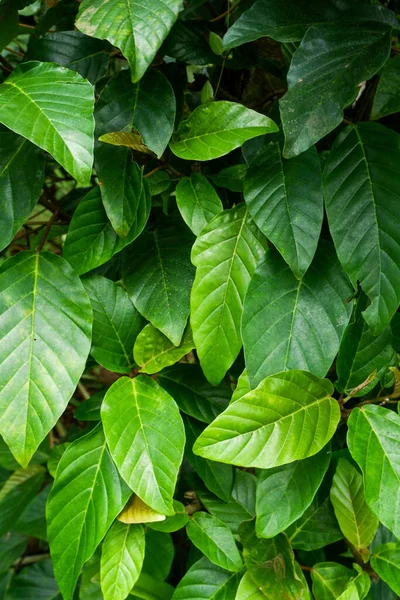 Sebuah Gambar Vertikal Dari Tanaman Dengan Daun Besar — Stok Foto