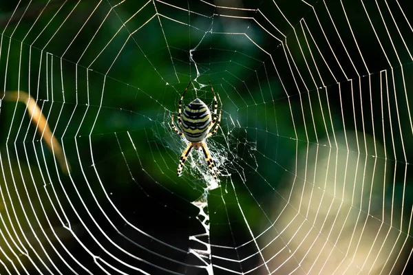 Guêpe Araignée Dans Toile Matin — Photo