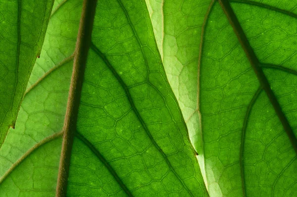 Μια Μακρο Φωτογραφία Από Πράσινα Φύλλα Φωτισμένα Φως Του Ήλιου — Φωτογραφία Αρχείου
