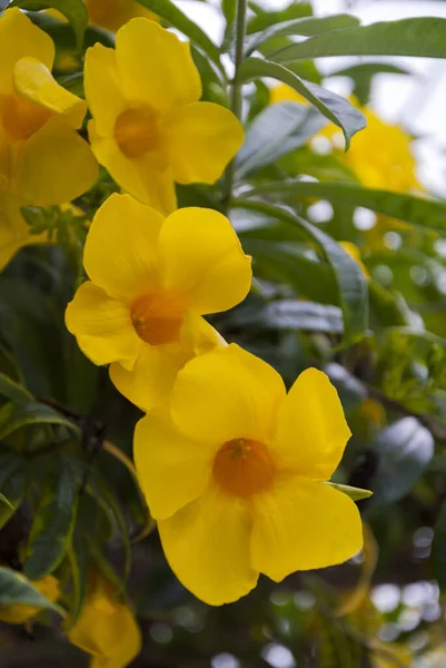 Butterblume Allamanda Cathartica Tropischen Garten Von Izabal Guatemala Mittelamerika — Stockfoto