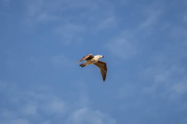 Eine Möwe Schwebt Einem Blauen Himmel — Stockfoto