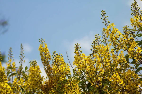 Thryallis Glauca Galphimia Gold Shower Flor Amarilla Flor Ornamental Natural — Foto de Stock