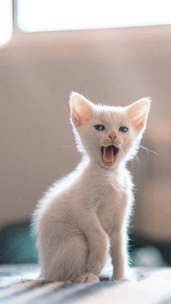 可愛い白い子猫の縦型クローズアップ — ストック写真