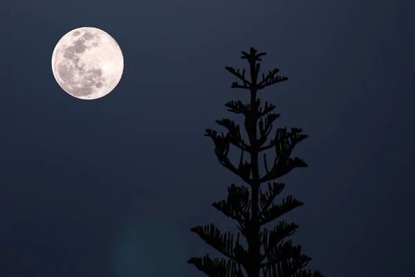 Силует Високої Сосни Проти Яскравого Повного Місяця Вночі — стокове фото