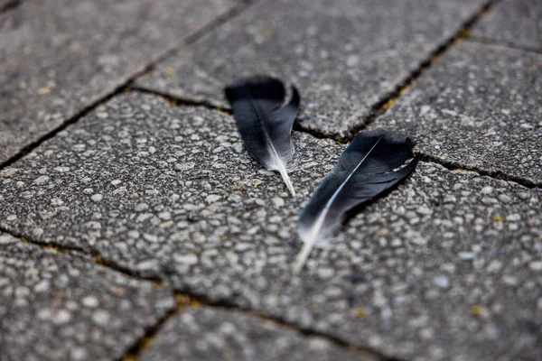 Selective Focus Shot Black Bird Feathers Concrete Tile Floor Outdoors — Stock Photo, Image