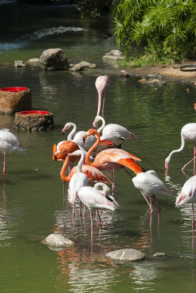 Flamingo Rose Hong Kong Eau Tripique Groupe Zoo Parc Exotique — Photo