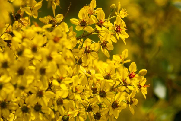 Thryallis Glauca Galphimia Ouro Duche Flor Amarela Flor Ornamental Natural — Fotografia de Stock