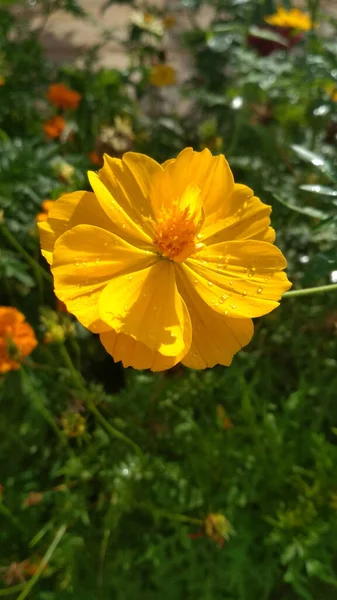 Eine Vertikale Aufnahme Einer Schönen Kosmosblume Die Ihrer Schönheit Blüht — Stockfoto