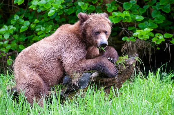 Brutus Khutzeymateen Grizzly Bear Sanctuary Northern British Columbia Canada — Fotografia de Stock